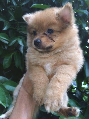 Cream Pom For Sale  - Pomeranian Dog