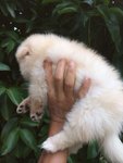 Cream Pom For Sale  - Pomeranian Dog