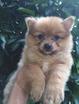 Cream Pom For Sale  - Pomeranian Dog