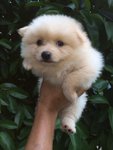 Cream Pom For Sale  - Pomeranian Dog