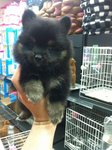 Dark Saber Pom For Sale  - Pomeranian Dog