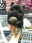 Dark Saber Pom For Sale  - Pomeranian Dog