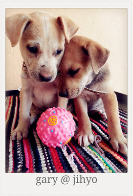 Gary &amp; Jihyo - Mixed Breed Dog