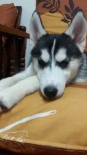 Siberian Husky - Siberian Husky Dog