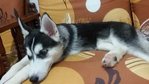 Siberian Husky - Siberian Husky Dog