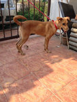 Rani Girl - Mixed Breed Dog