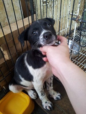 Bunny - Mixed Breed Dog