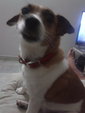 Pixie - Jack Russell Terrier Dog