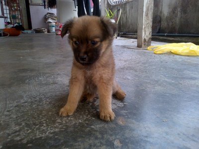 Little Monster - Mixed Breed Dog