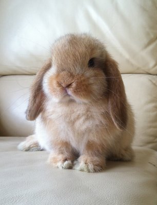 Holland Lop - Orange Doe - Holland Lop Rabbit