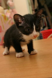 Black &amp; White Kitten (Lila) - Manx Cat