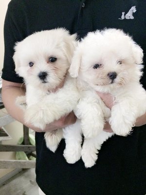 Maltese -  Super White With Cert - Maltese Dog