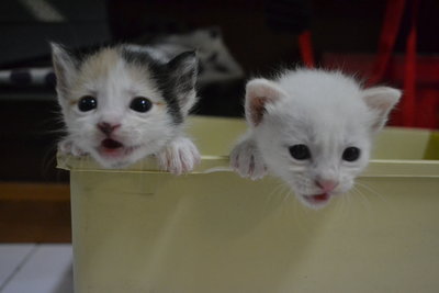 Rojak, Angel, Dilly - Domestic Medium Hair + Persian Cat