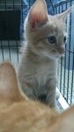 Cuties For Adoption~ - Domestic Short Hair Cat