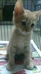 Cuties For Adoption~ - Domestic Short Hair Cat