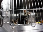 Kittens For Adoption~ - Domestic Short Hair Cat