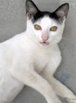 More Kittens For Adoption~ - Domestic Short Hair Cat