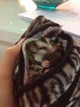 Sugar Glider White Face - Sugar Glider Small & Furry