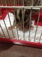 Sugar Glider White Face Babies - Sugar Glider Small & Furry