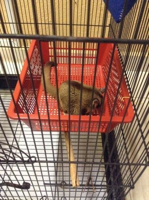 My Lovely Sugar Glider - Sugar Glider Small & Furry