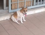 Pixie - Jack Russell Terrier (Parson Russell Terrier) Dog