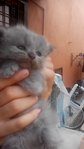 Babies Ibu - Persian + Maine Coon Cat