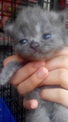 Babies Grey - Siamese + Maine Coon Cat