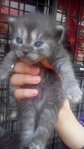 Babies Grey - Siamese + Maine Coon Cat