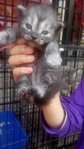 Babies Grey - Siamese + Maine Coon Cat