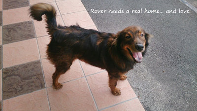 Rover - Terrier Mix Dog