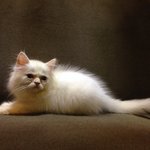 Feodor - Domestic Long Hair Cat