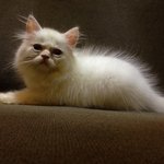 Feodor - Domestic Long Hair Cat