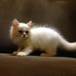 Feodor - Domestic Long Hair Cat