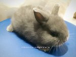 Netherlands Dwart-blue Otter 711 - Netherland Dwarf Rabbit