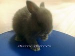 Netherlands Dwart-blue Otter 711 - Netherland Dwarf Rabbit