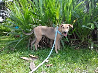 Sage - Mixed Breed Dog