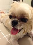 Hope (Named By Rescuer) - Shih Tzu Dog