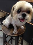 Hope (Named By Rescuer) - Shih Tzu Dog