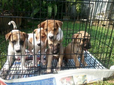 Cutie Babies - Mixed Breed Dog