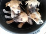 Cutie Babies - Mixed Breed Dog