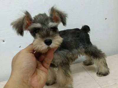 PF59373 - Schnauzer Dog