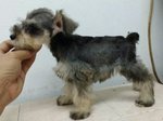 PF59373 - Schnauzer Dog