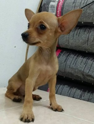 PF59377 - Miniature Pinscher Dog