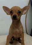 PF59377 - Miniature Pinscher Dog