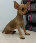 PF59377 - Miniature Pinscher Dog