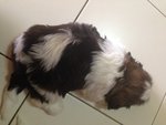 PF59379 - Shih Tzu Dog