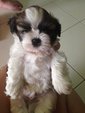 PF59379 - Shih Tzu Dog