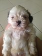 PF59379 - Shih Tzu Dog