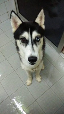 Aski - Siberian Husky Dog