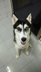 Aski - Siberian Husky Dog